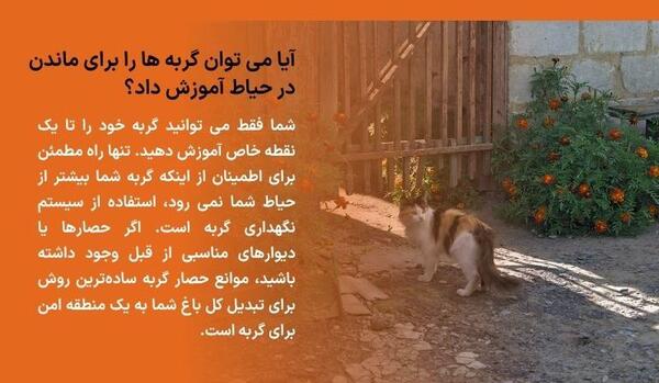 عکس بچه گربه در حیاط