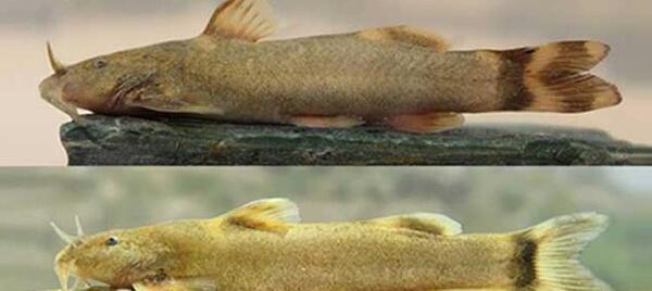 عکس حیوان گربه ماهی
