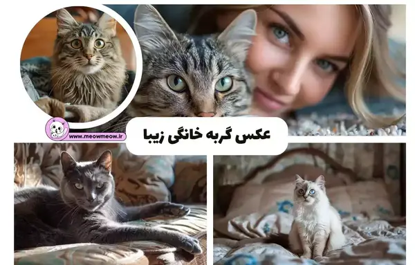 عکس حیوانات خانگی گربه