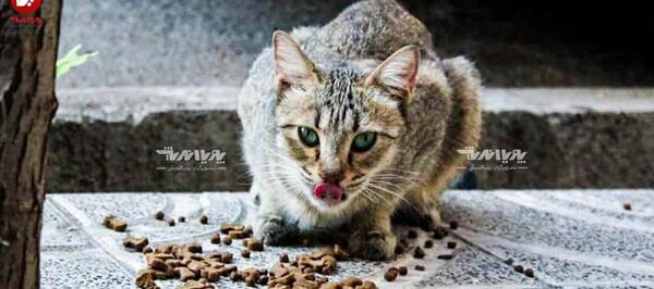 عکس حیوانات خانگی گربه