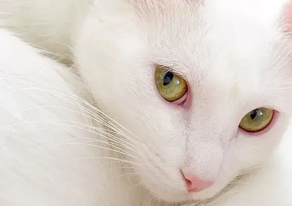 عکس حیوانات خانگی گربه