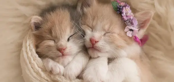 عکس گربه های حامله