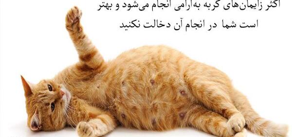 عکس گربه های حامله