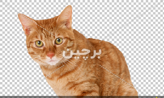 عکس بچه گربه حنایی