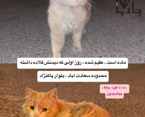 عکس بچه گربه حنایی