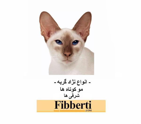 عکس بچه گربه حنایی
