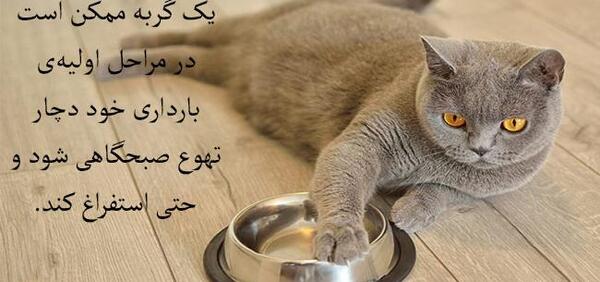 عکس شکم گربه حامله