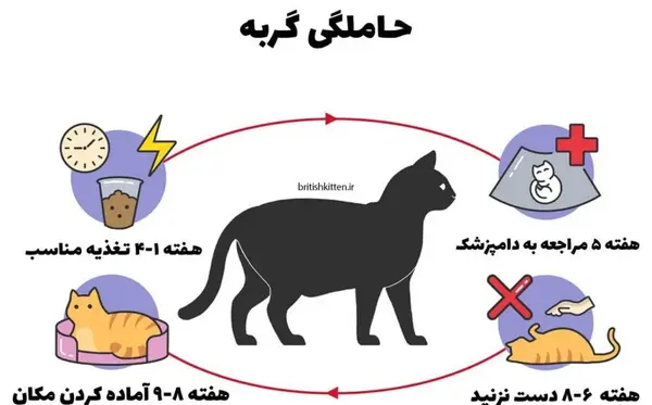عکس شکم گربه حامله