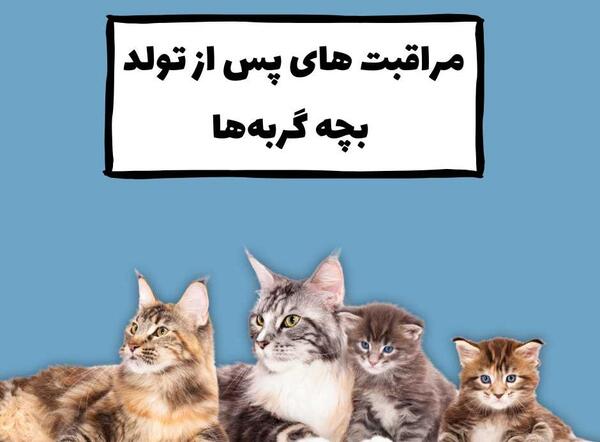 عکس شکم گربه حامله