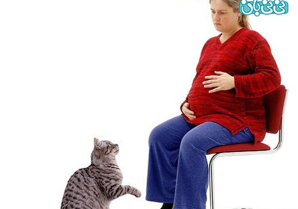 عکس شکم گربه حامله
