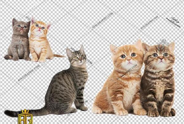 عکس گربه سفید چشم قهوه ای