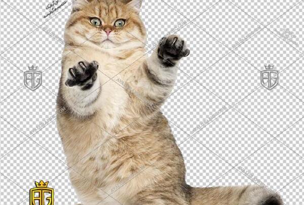 دانلود عکس گربه ی چشم سبز