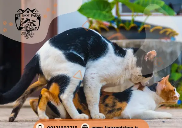 عکس جفت جنین گربه