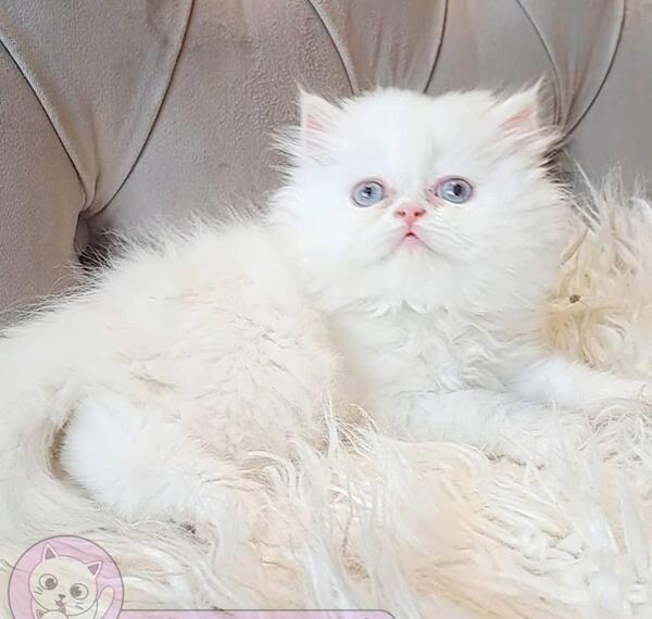 عکس جفت جنین گربه