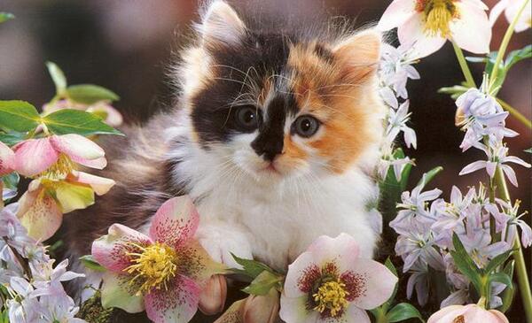 عکس گربه های جذاب