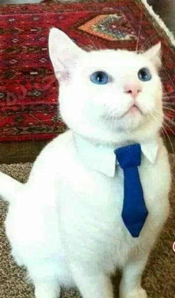 عکس گربه جنتلمن