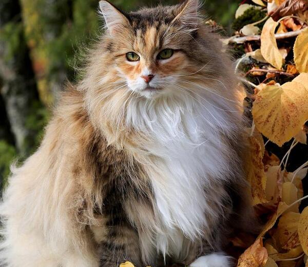 عکس گربه جنگی نروژی