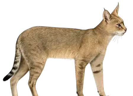 عکس گربه ی جنگلی