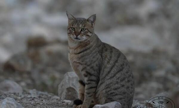 عکس گربه ی جنگلی