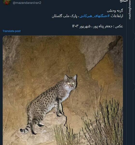 عکس گربه ی جنگلی