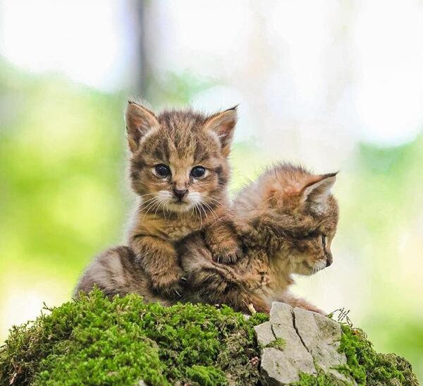 عکس گربه های جنگلی