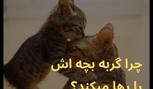 عکس بچه گربه ای که تازه به دنیا اومده