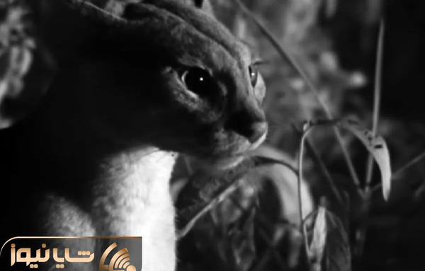عکس گربه ای که تعجب کرده