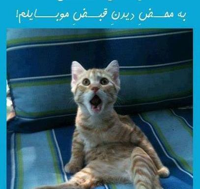 عکس گربه ای که تعجب کرده