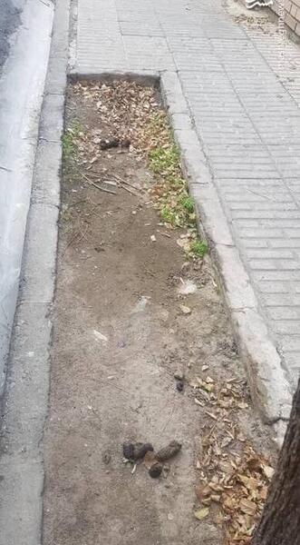 عکس گربه تو خونه مادر بزرگه