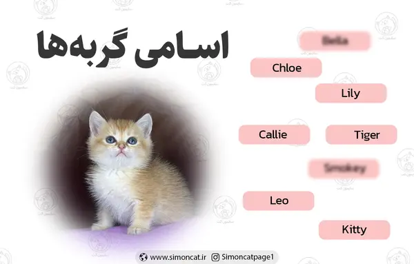 عکس گربه تو خونه مادر بزرگه