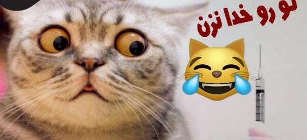عکس گربه ای که ترسیده