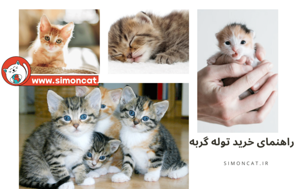 عکس بچه گربه های تازه به دنیا آمده