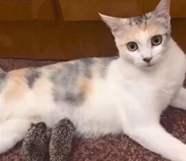 عکس بچه گربه های تازه به دنیا آمده