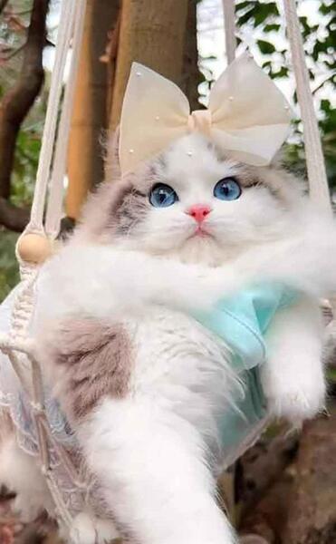 عکس گربه تصویر زمینه گوشی