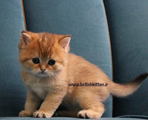 عکس بچه گربه تنها