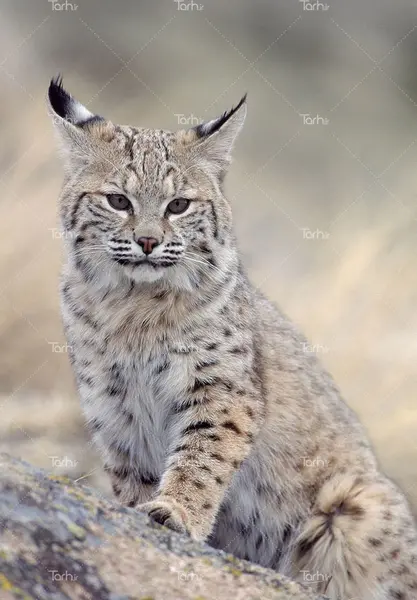 عکس گربه خشن و ترسناک