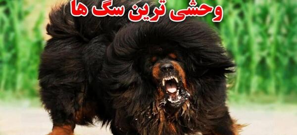 عکس گربه خشن و ترسناک
