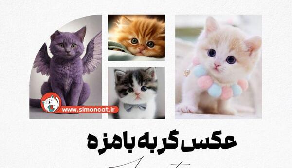 عکس گربه با پس زمینه سفید
