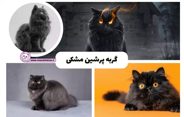 عکس گربه ی پرشین سیاه