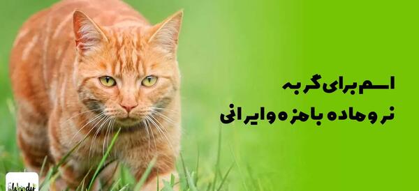 عکس گربه ی پرشین سیاه