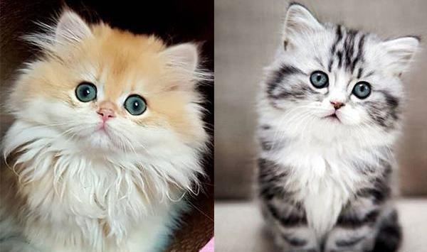 عکس گربه های ناز و پشمالو