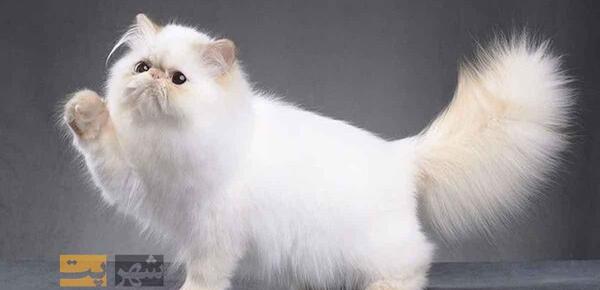 عکس گربه های پرشین کت