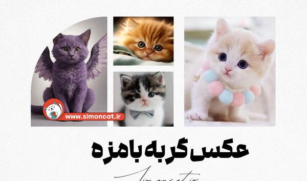 عکس پروفایل گربه بنفش