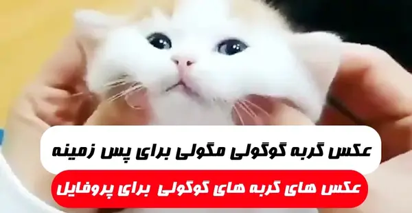 عکس پروفایل گربه بنفش