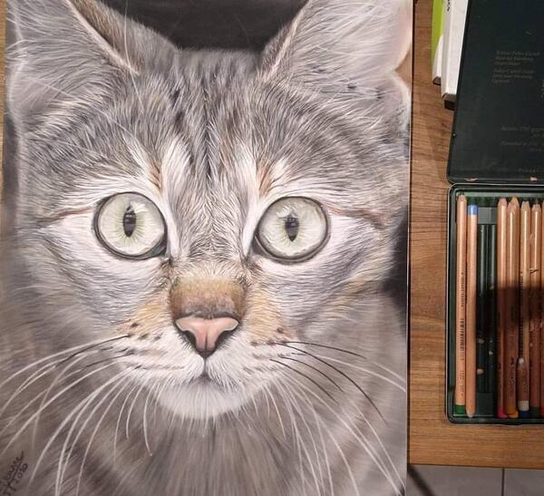 عکس گربه برای نقاشی حرفه ای