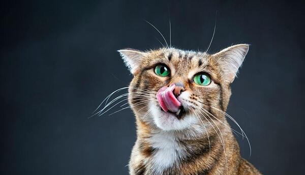عکس گربه برای تصویر زمینه خفن