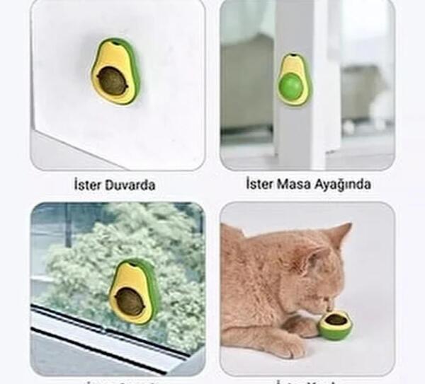 عکس گربه آبنبات خور
