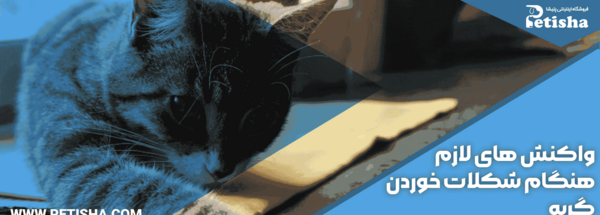 عکس گربه آبنبات خور