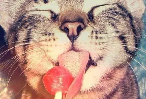 عکس گربه آبنبات خور