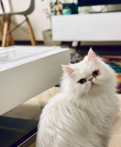 عکس گربه پرشین اخمو